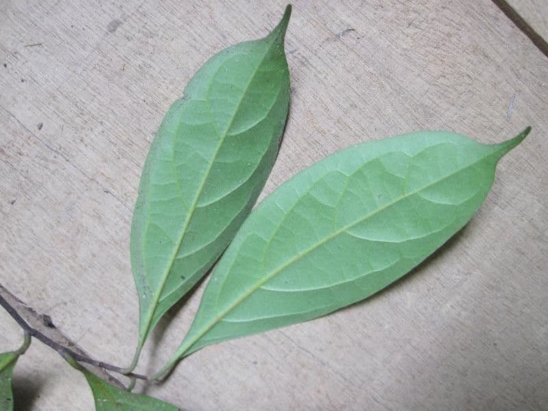 Licaria 6