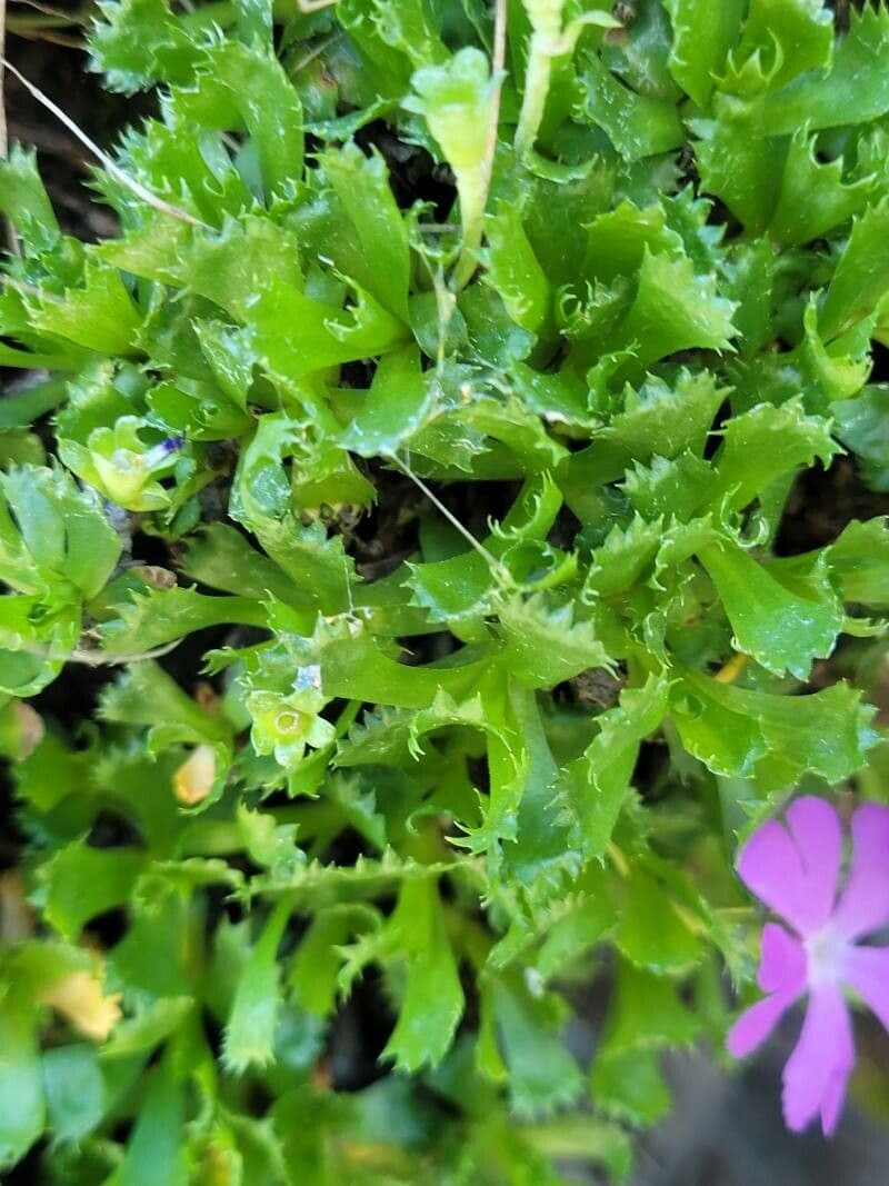 Primula 13