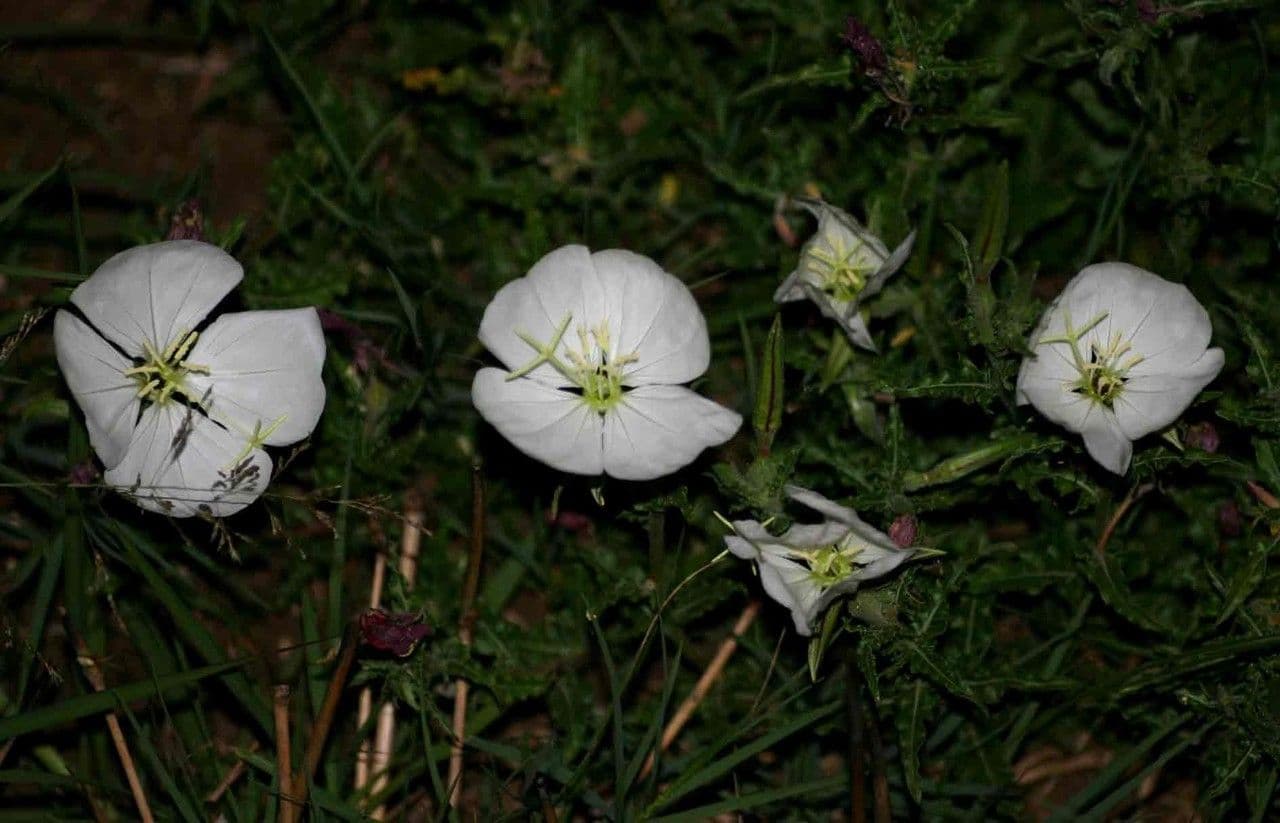 Enagra 2