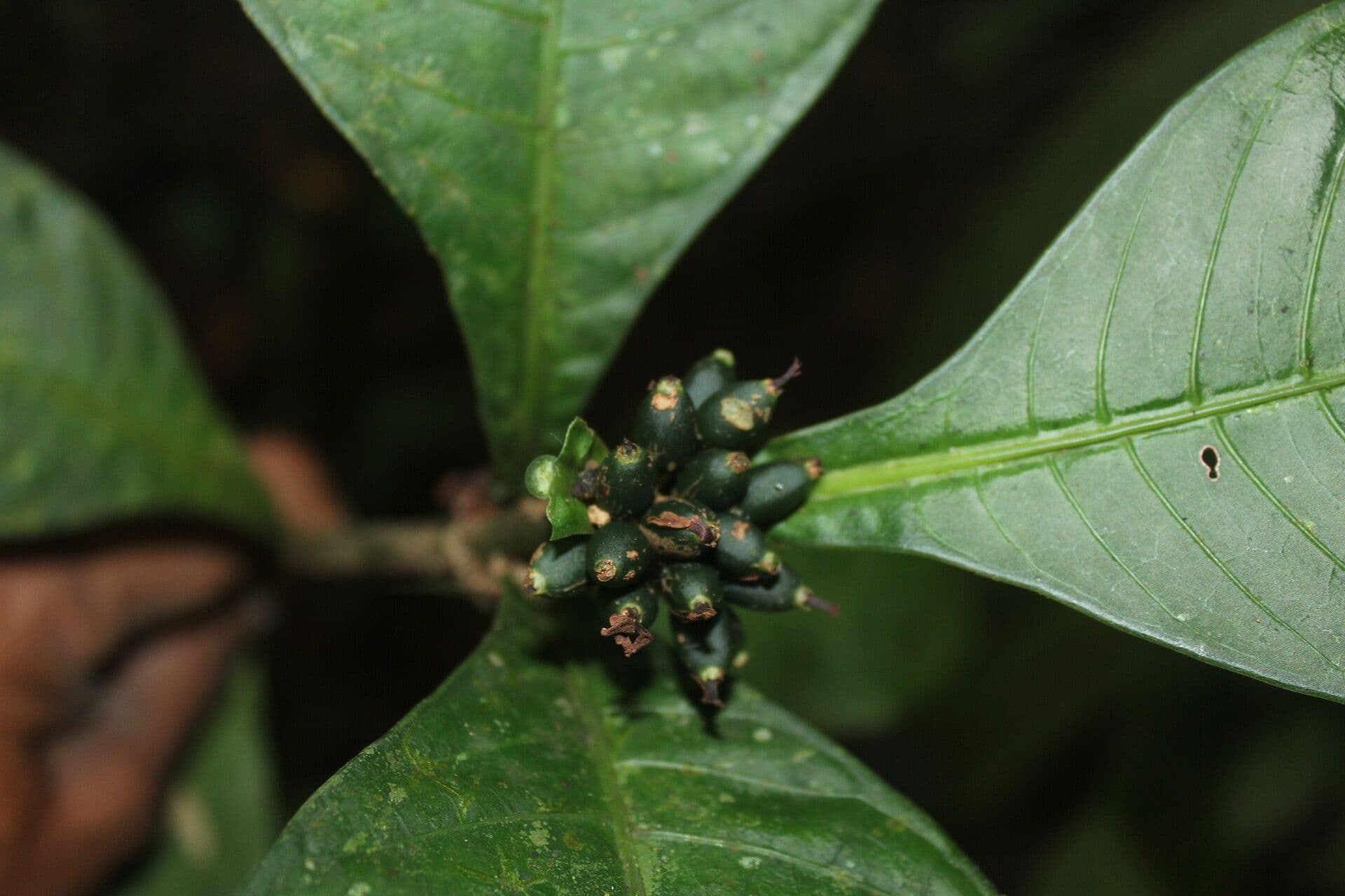 Amphidasya 3