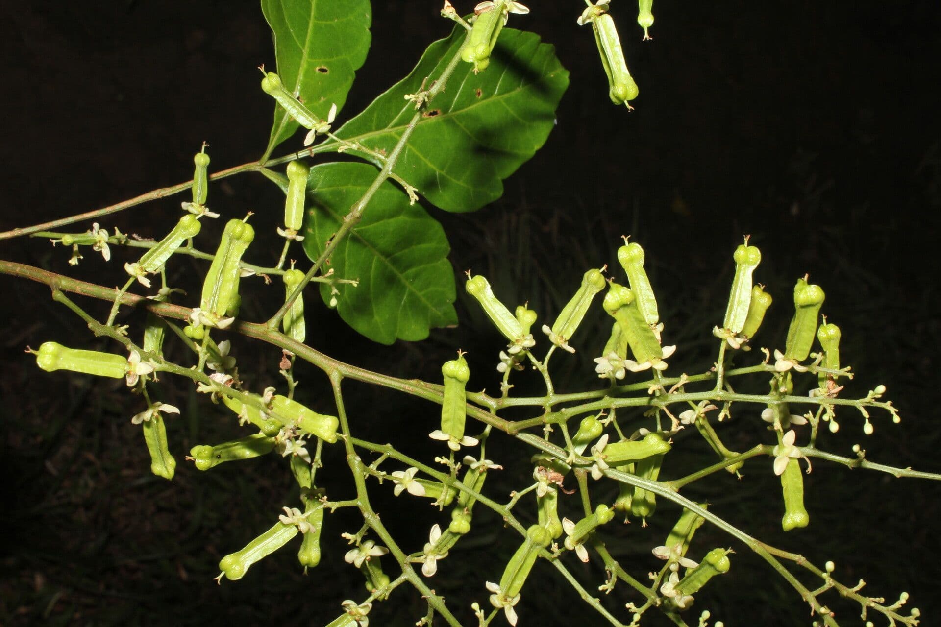Serjania 3