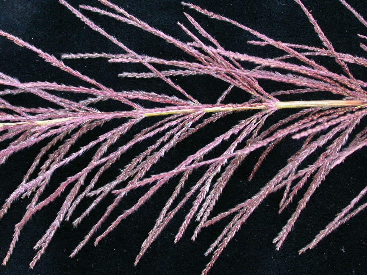 Zuckerrohr