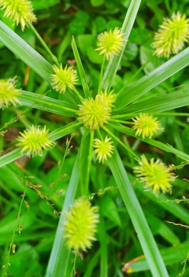 Zigolo 6