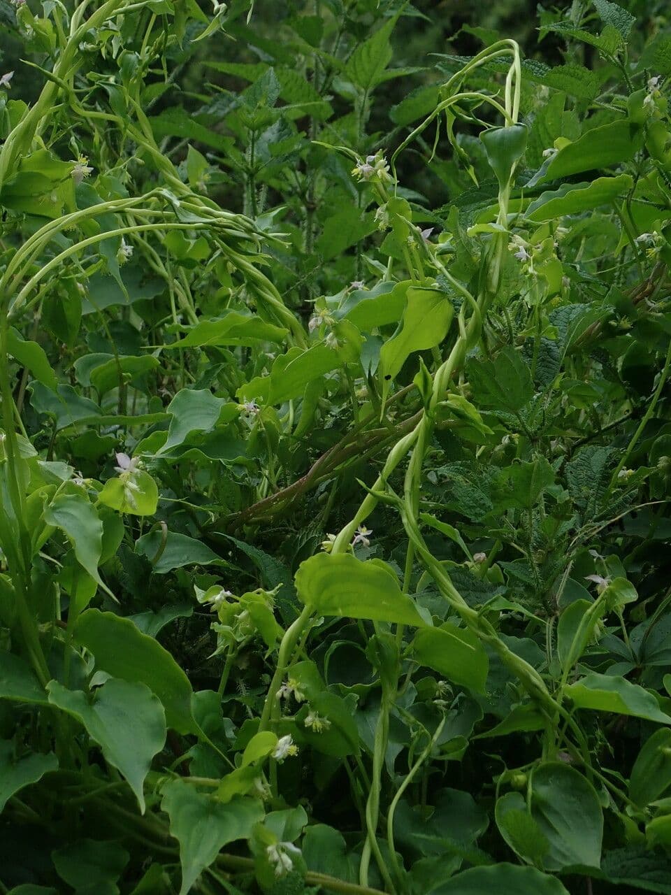 Streptolirion volubile 6