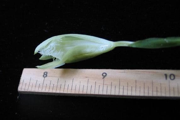 Sobralia 8