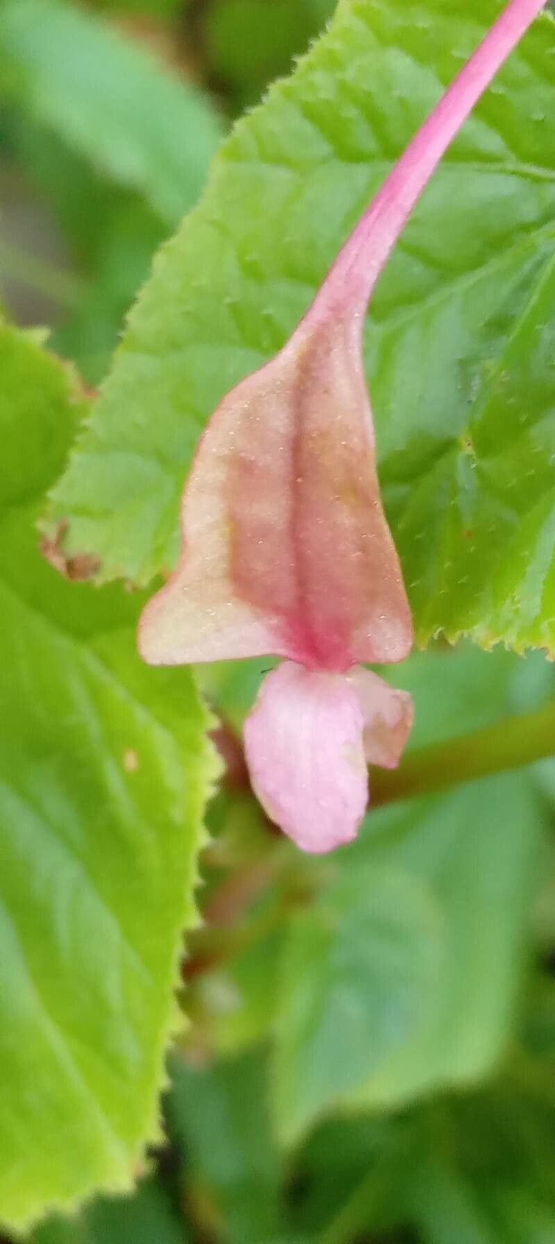 Begonia 5