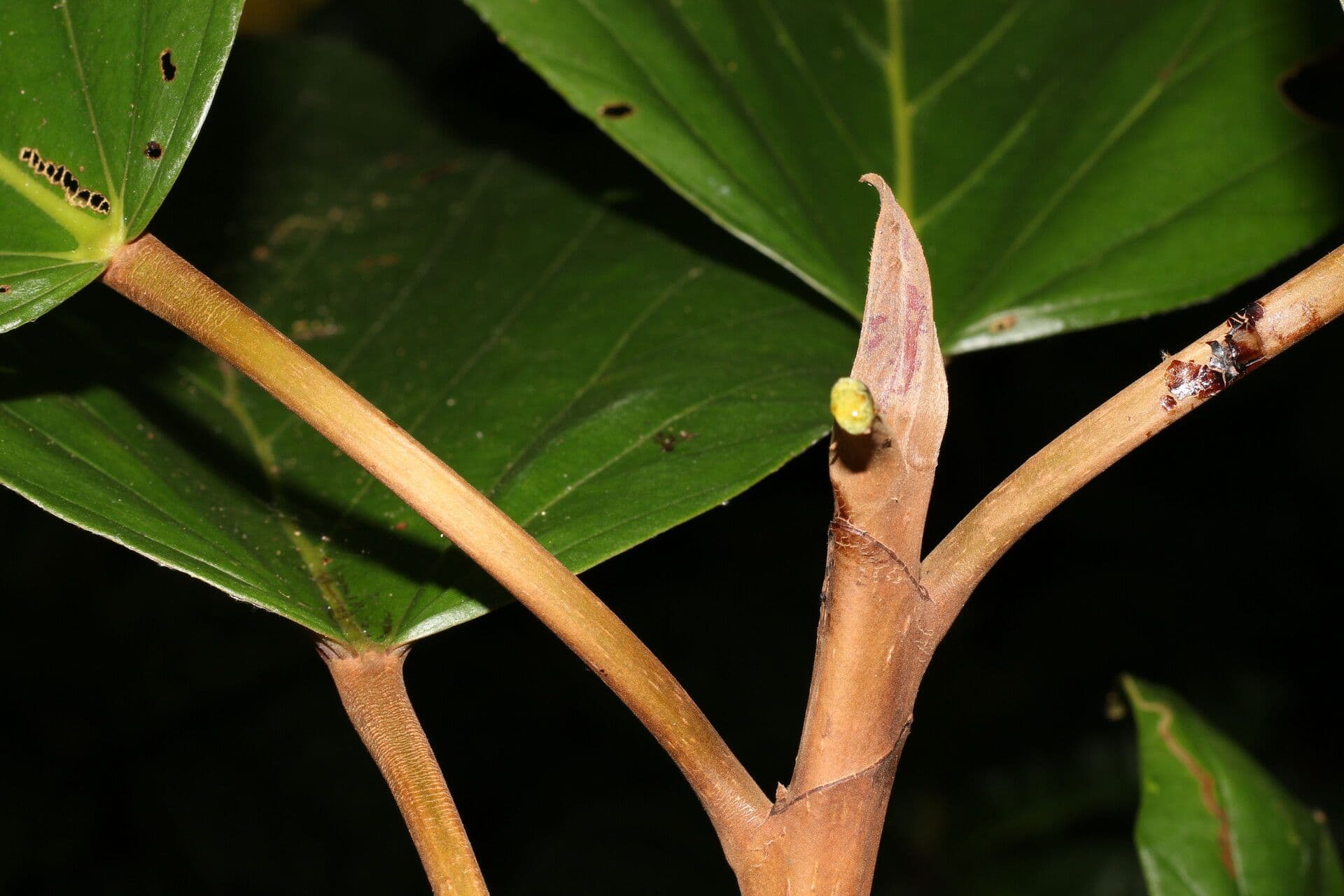 Coussapoa villosa 13
