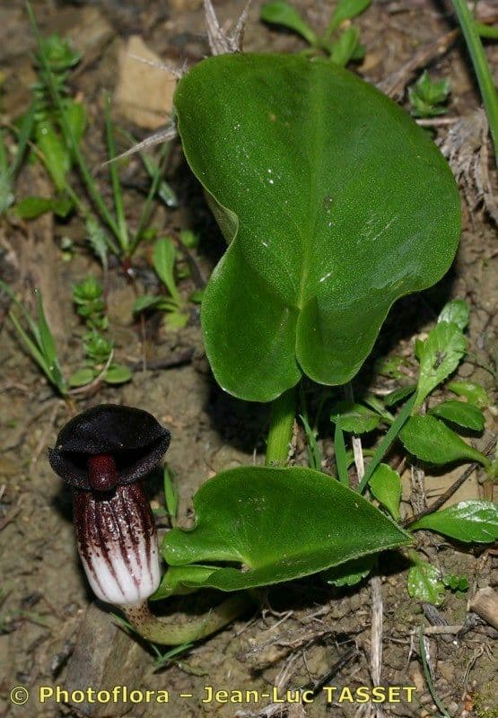 Arisarum 12