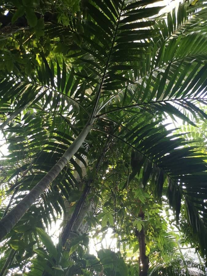 Dypsis 5