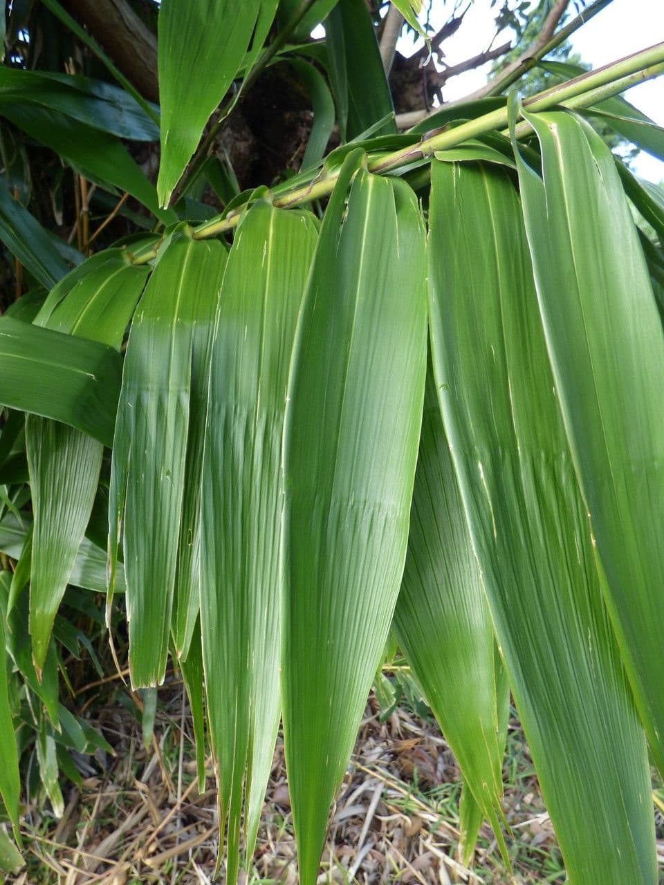 Erba tigre 15