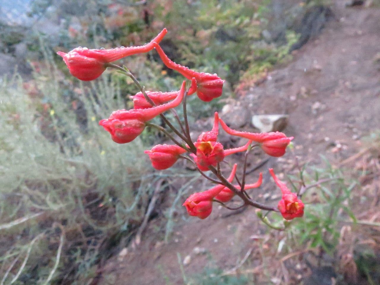 Delphinium cardinale