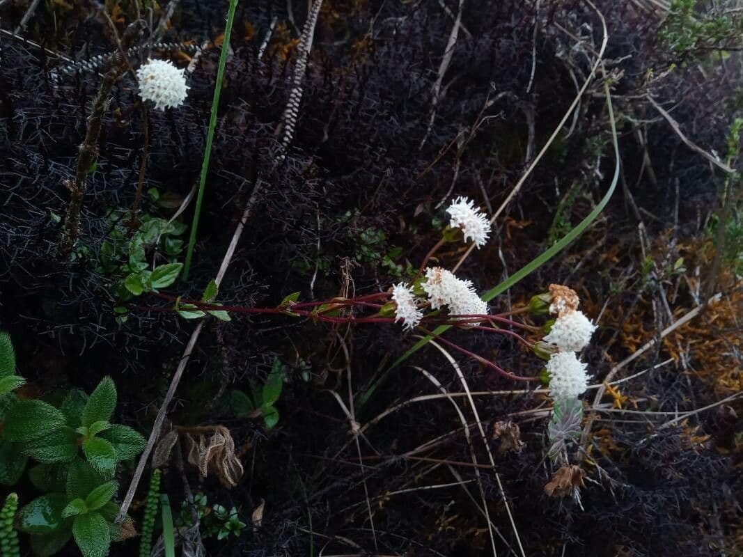 Ageratina 2