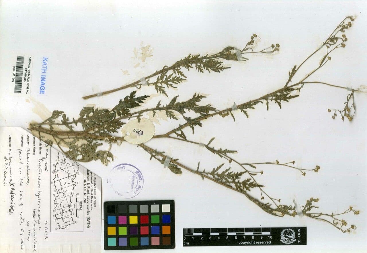 Partenium kropidłowate 23