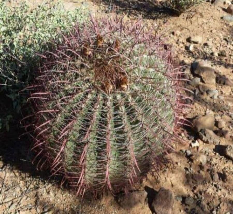 Cactus barile di Leconte 22