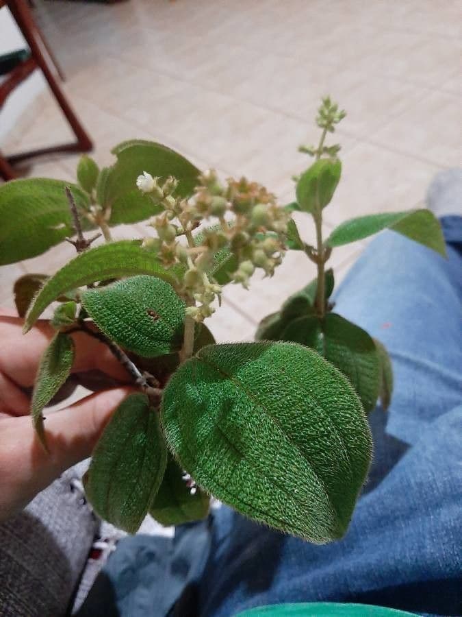 Miconia 9