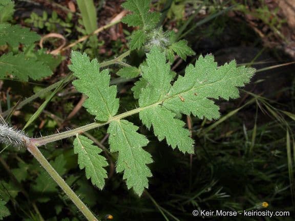 Phacelia cicutaria 14