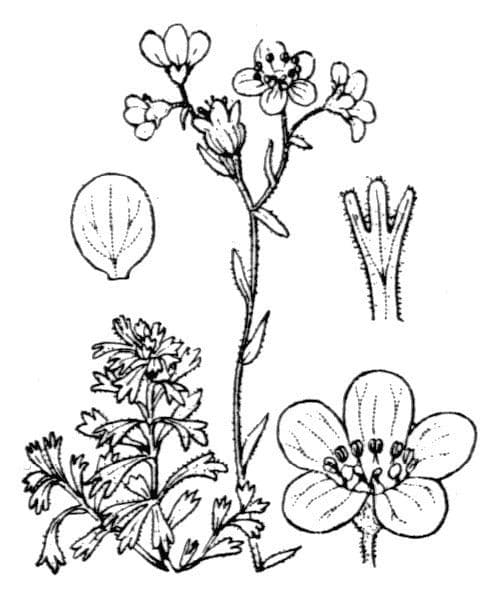 Skalnica 19