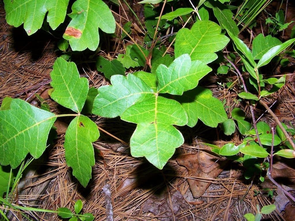 Toxicodendron pubescens 5