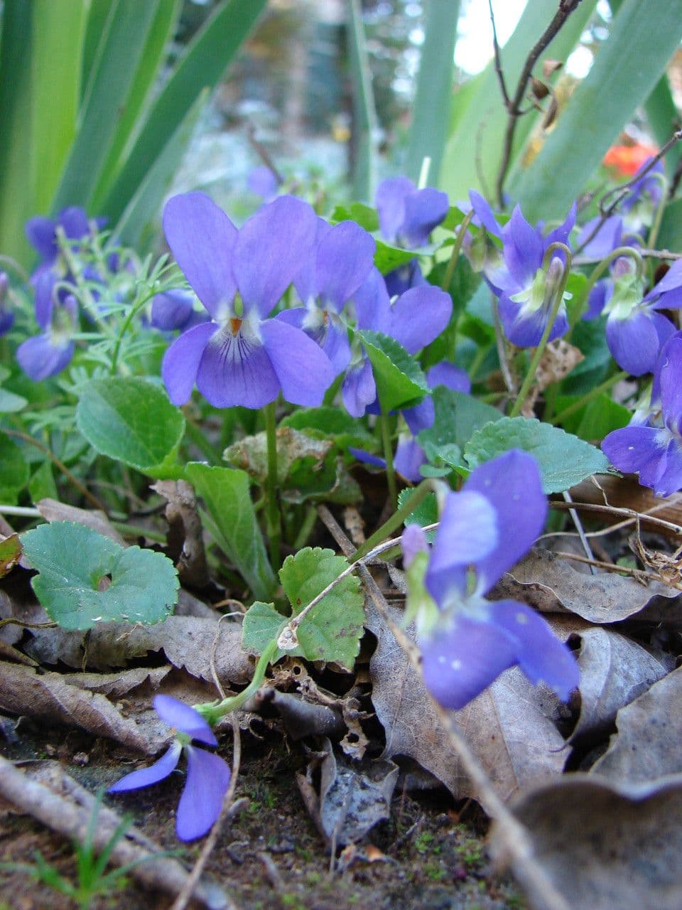 Viola odorata 10