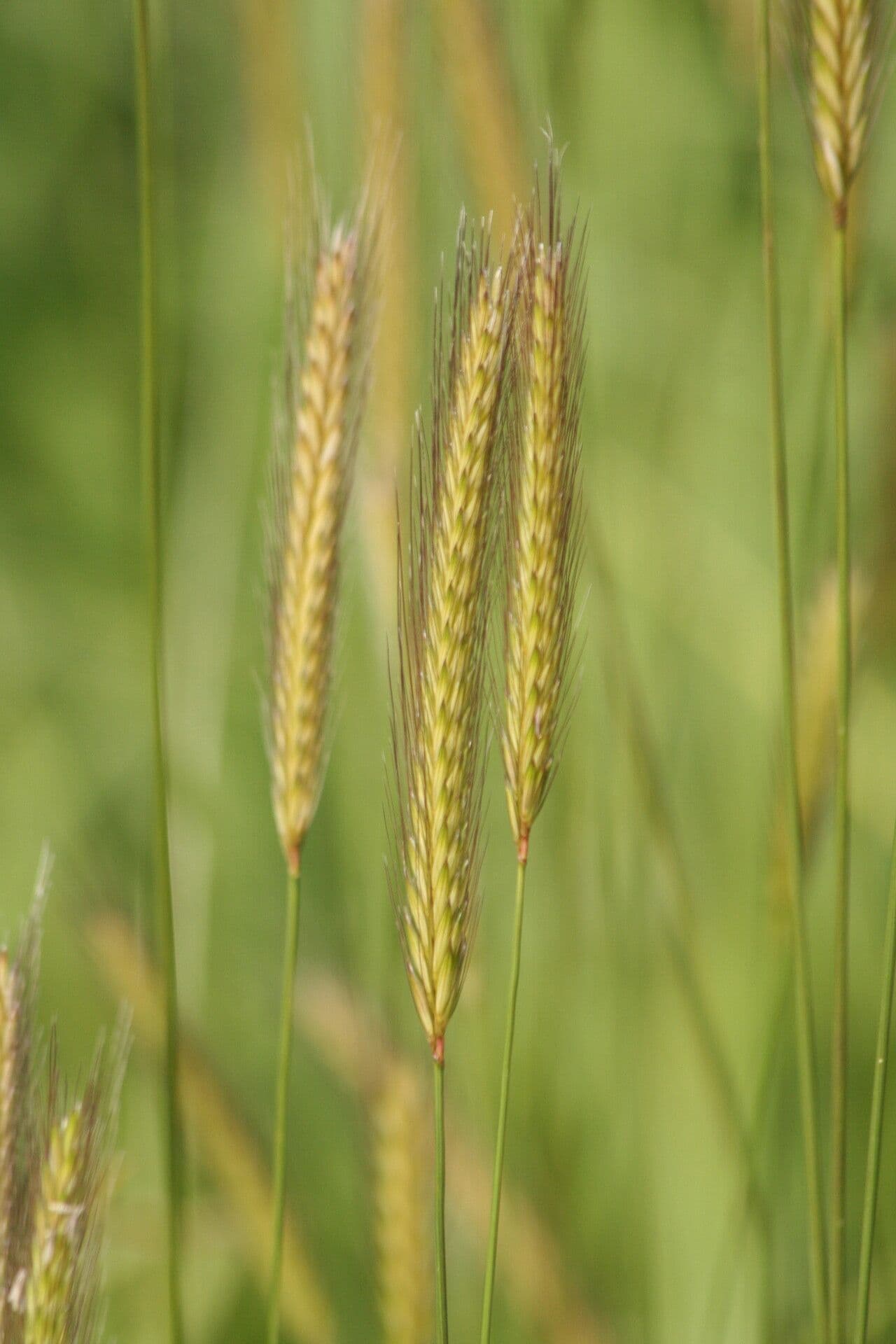 Orzo bulboso 9