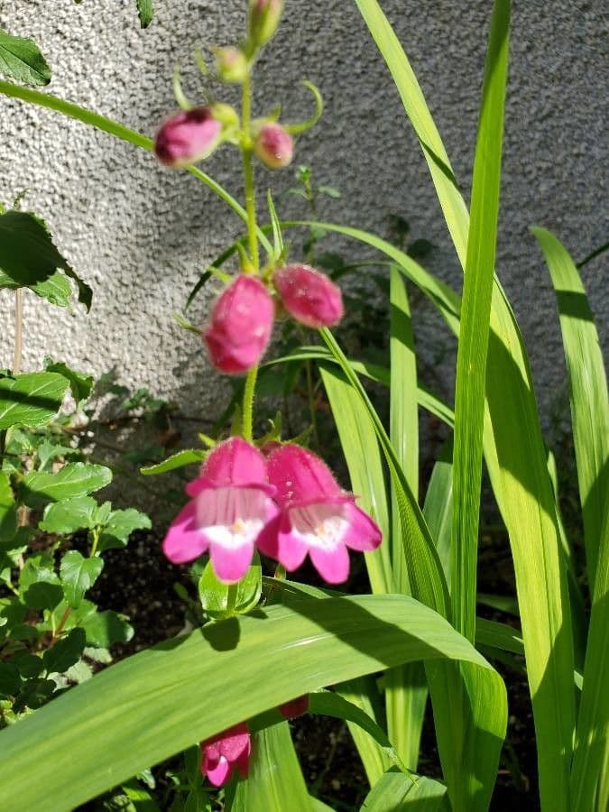 Penstemon di Hartweg 2