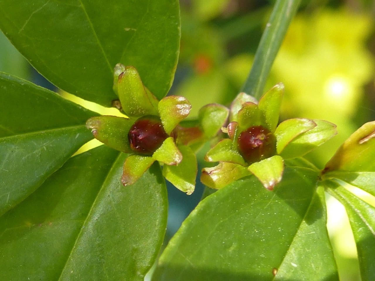 Winter-Jasmin 4
