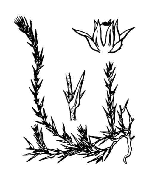 Acker-Knöterich 14