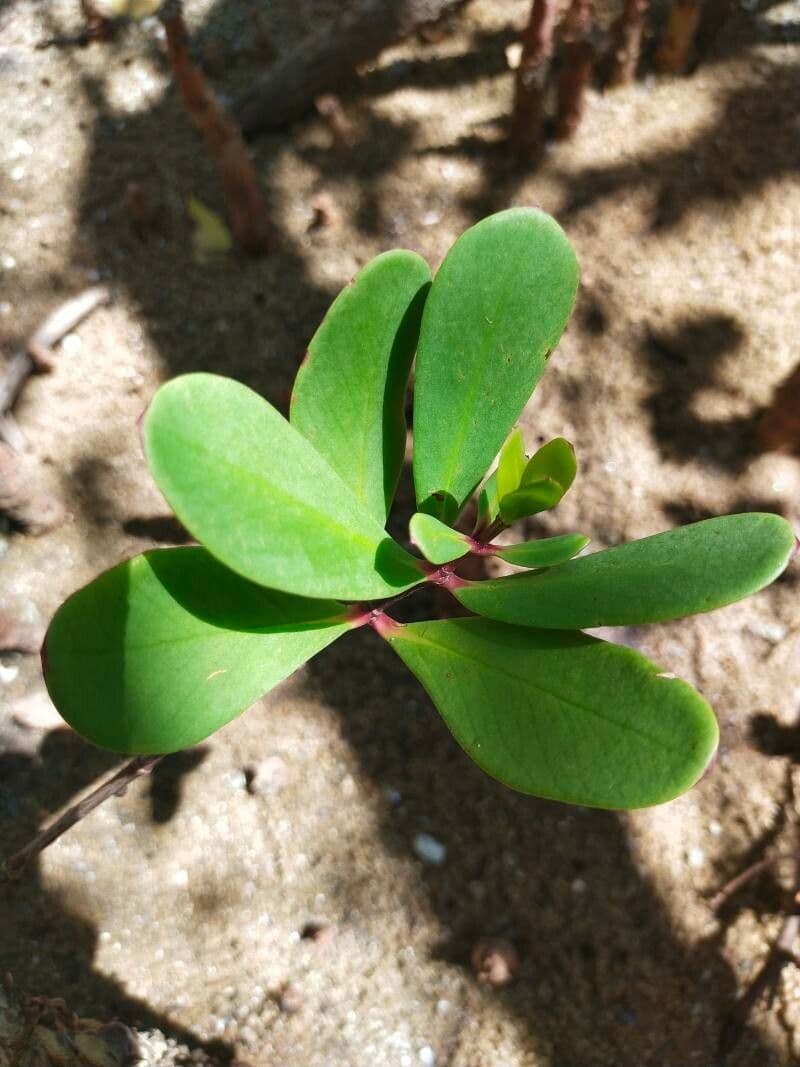 Sonneratia alba 11