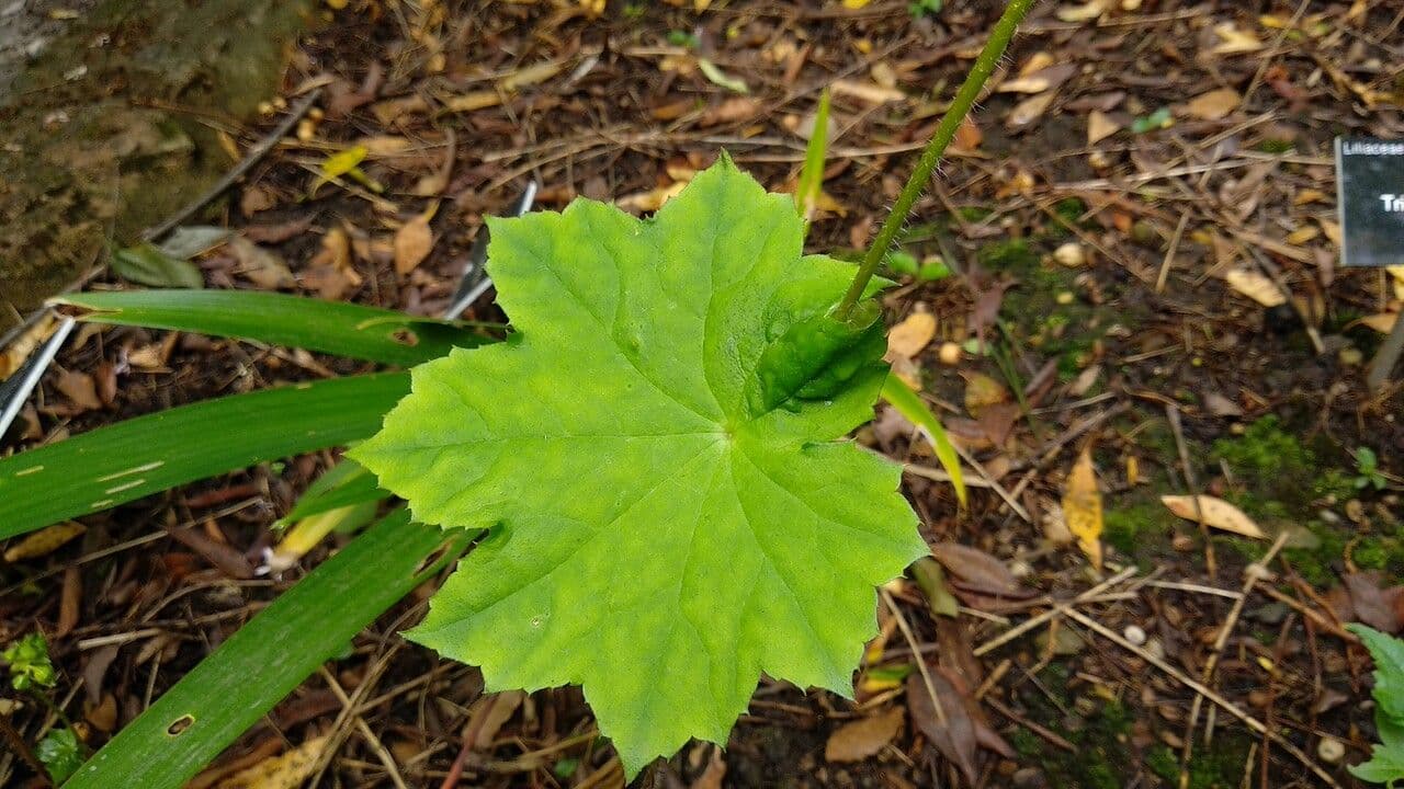 Peltoboykinia 4
