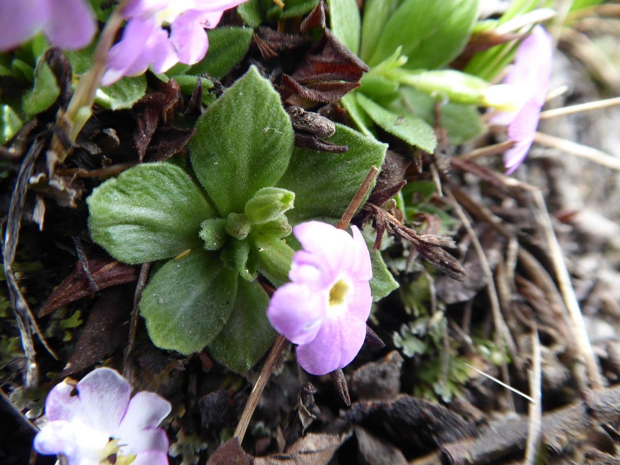 Primula 3