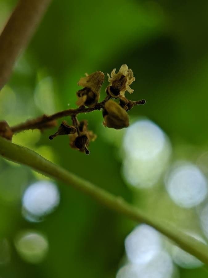 Vite rotondifolia 9