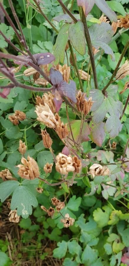 Aquilegia comune 27