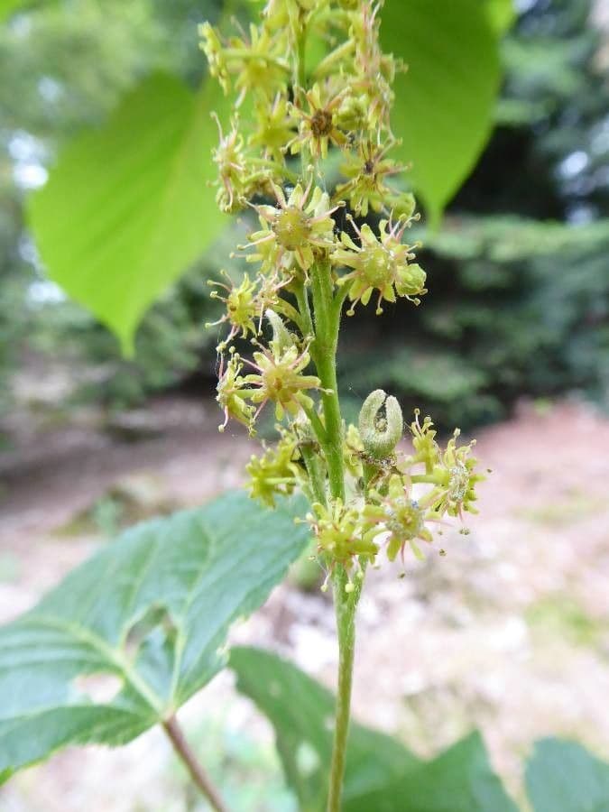 Arce de hoja de tilo