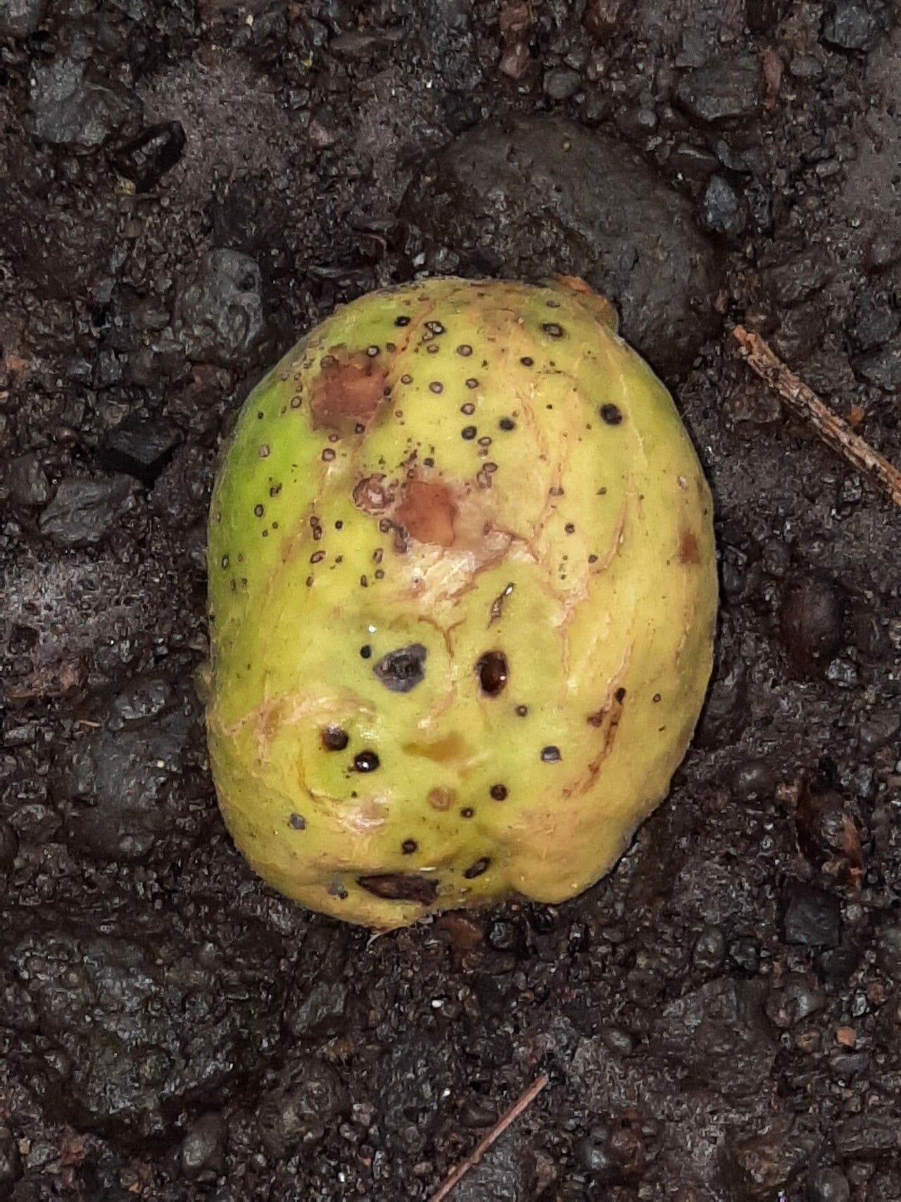 Inocarpus