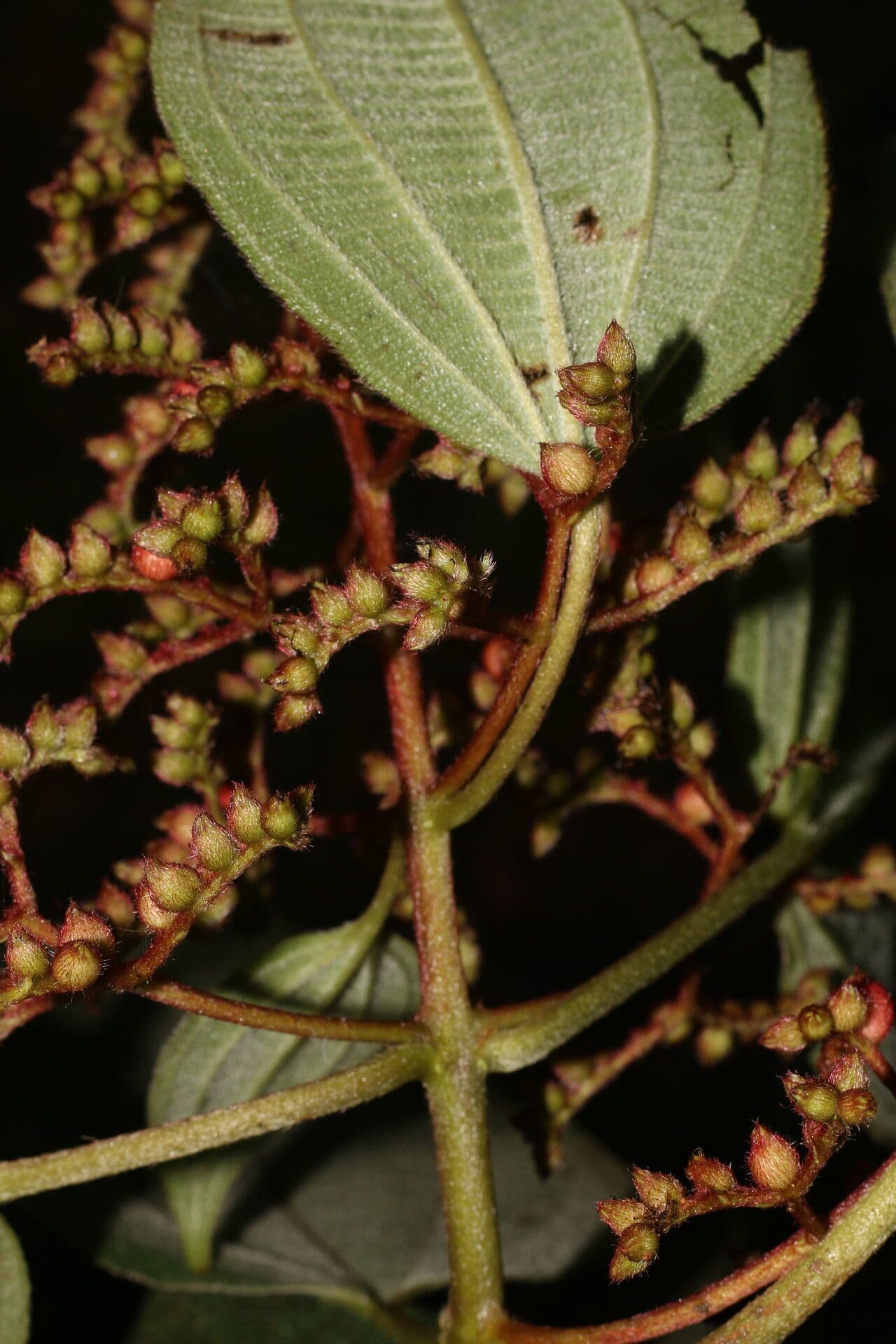 Miconia