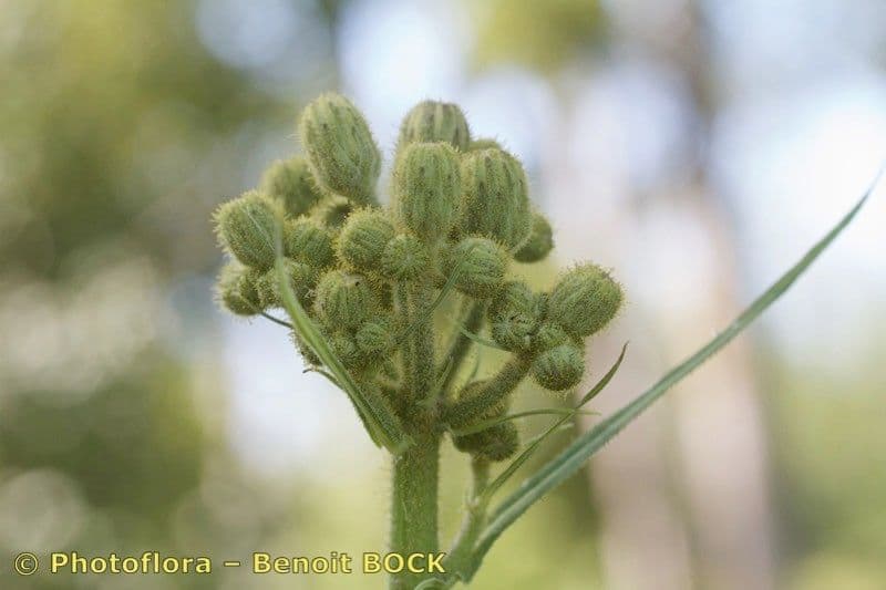 Crespigno palustre 3