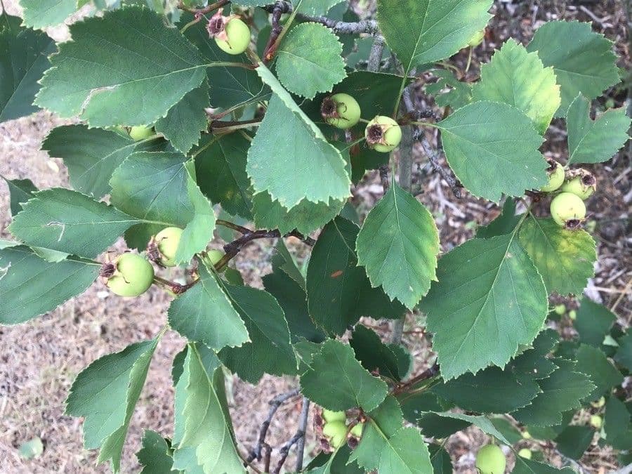 Crataegus intricata 2