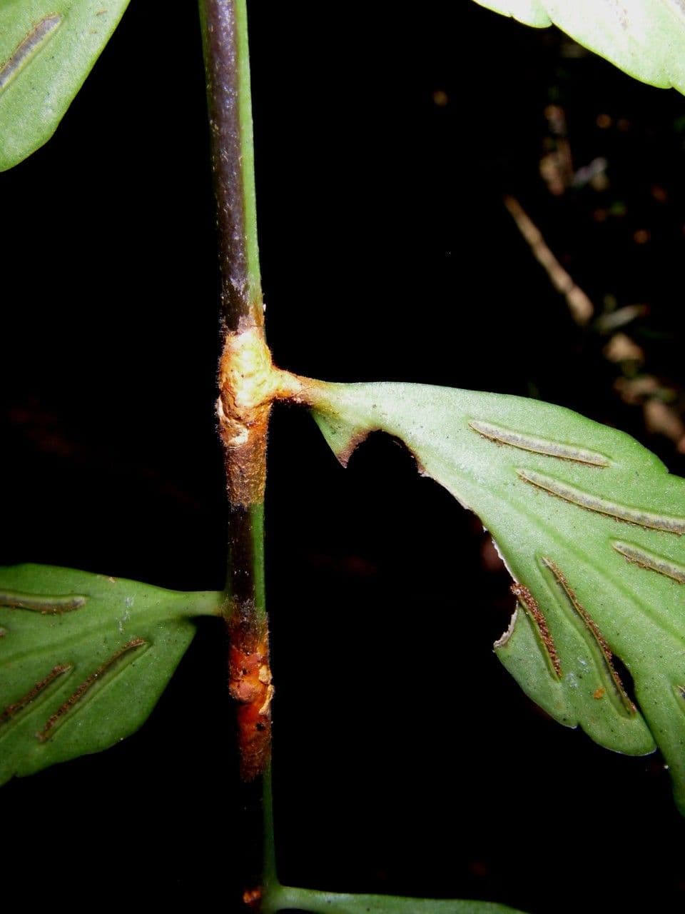 Spleénium à feuilles de noyer 2
