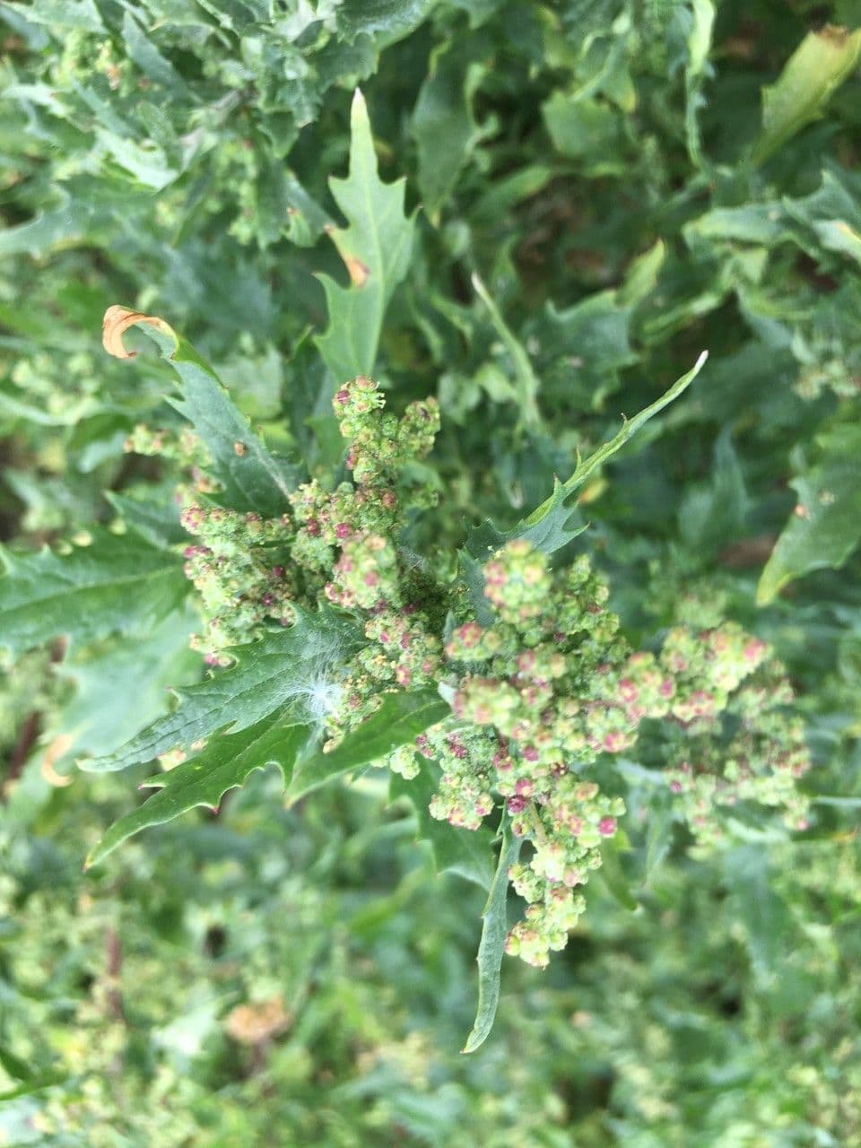 Oxybasis 4