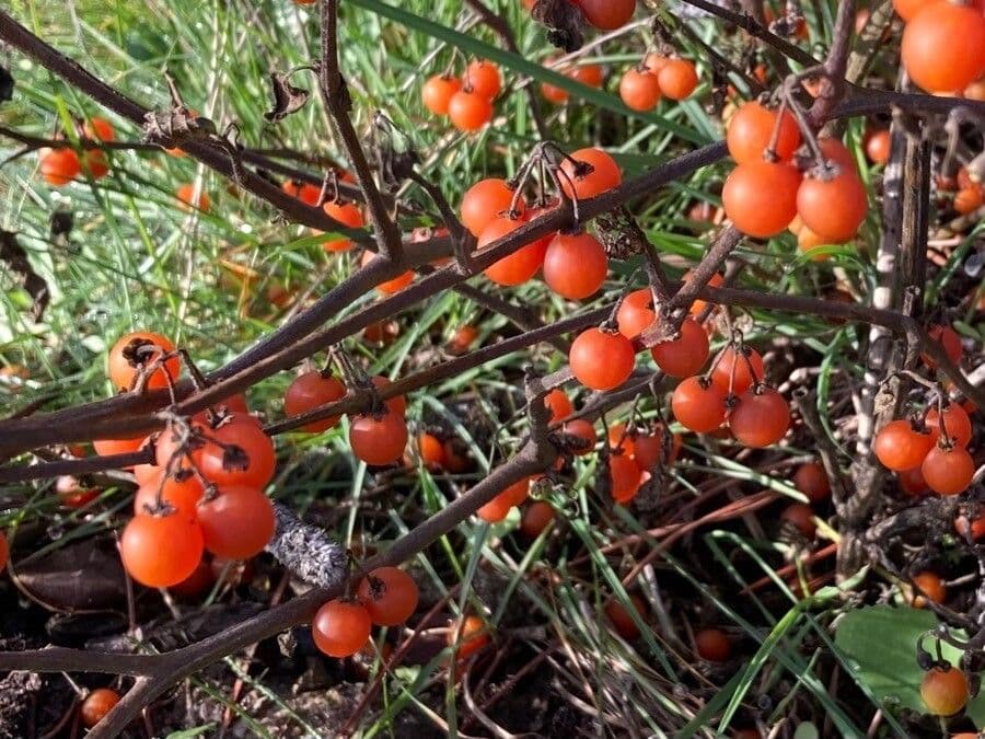 Solanum villosum 2