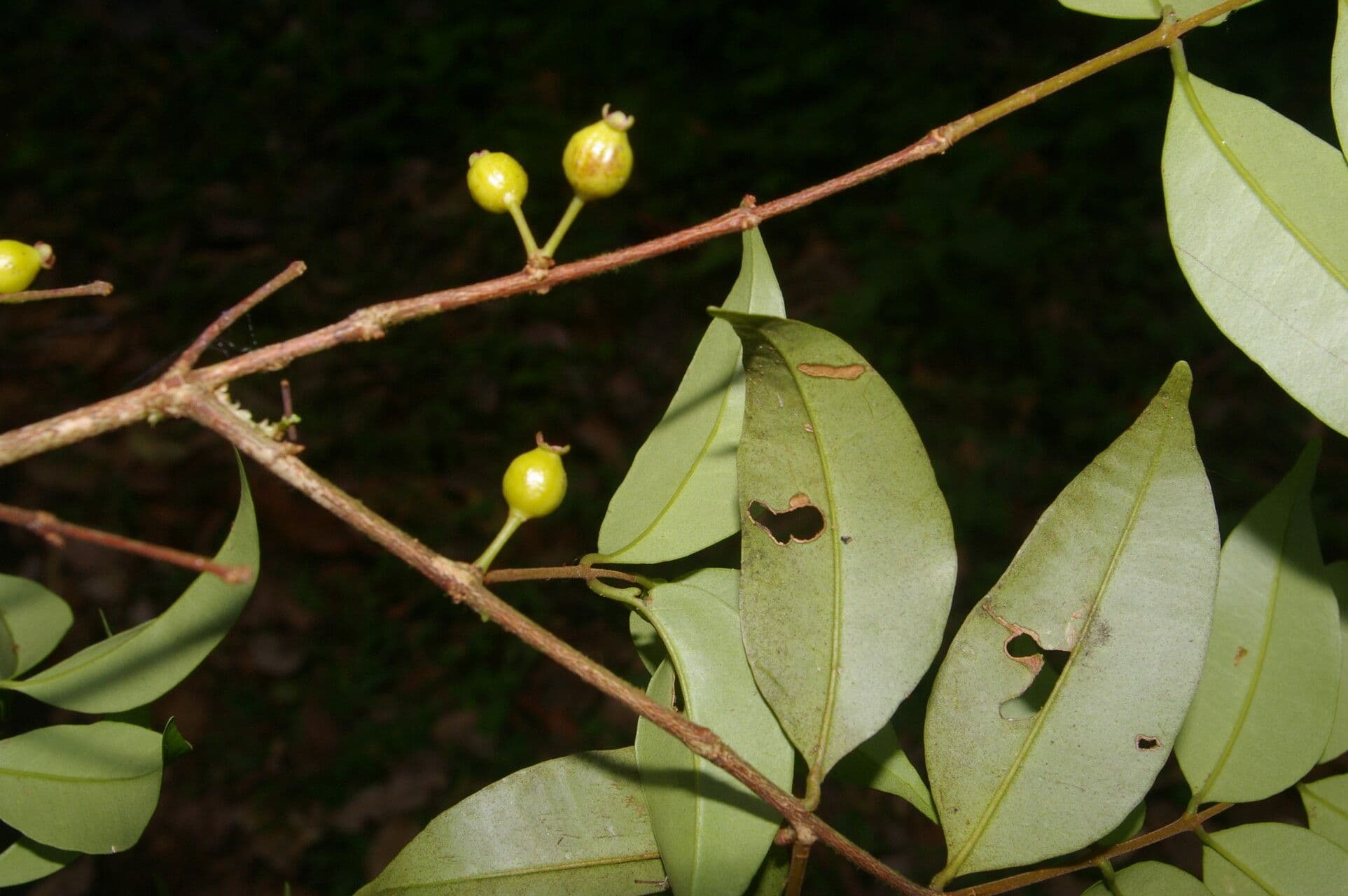 Eugenia costaricensis 8