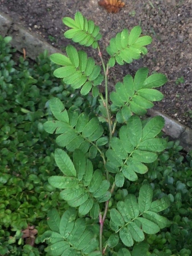 Seidenrose 13