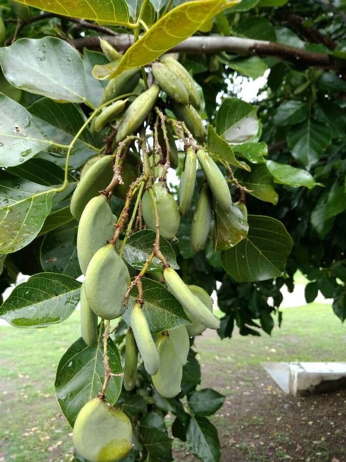 Pongamia 4