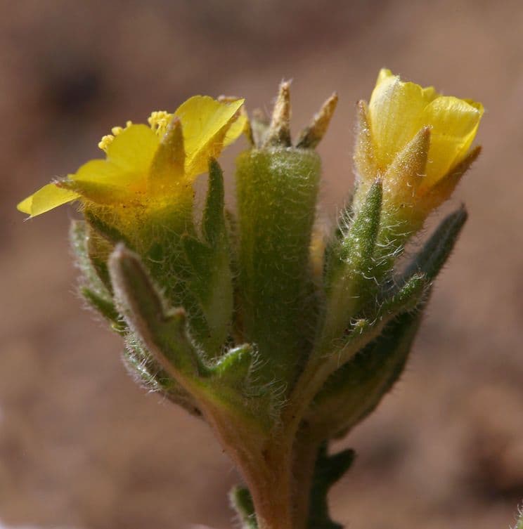 Mentzelia Veatcha 3