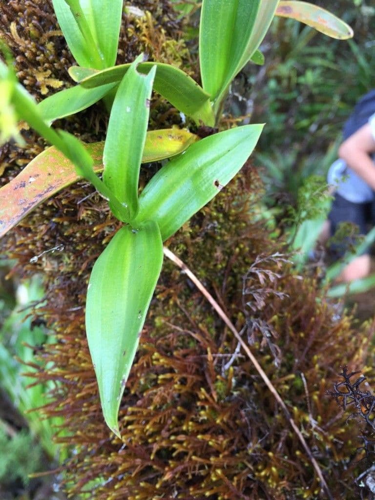 Benthamia 13