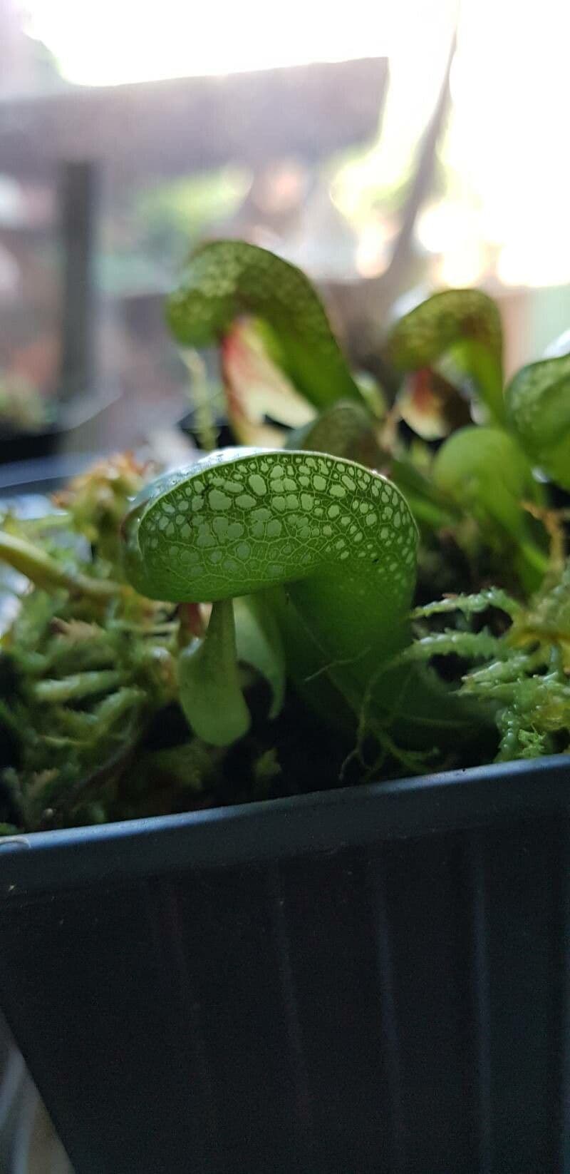 Darlingtonia californica 19