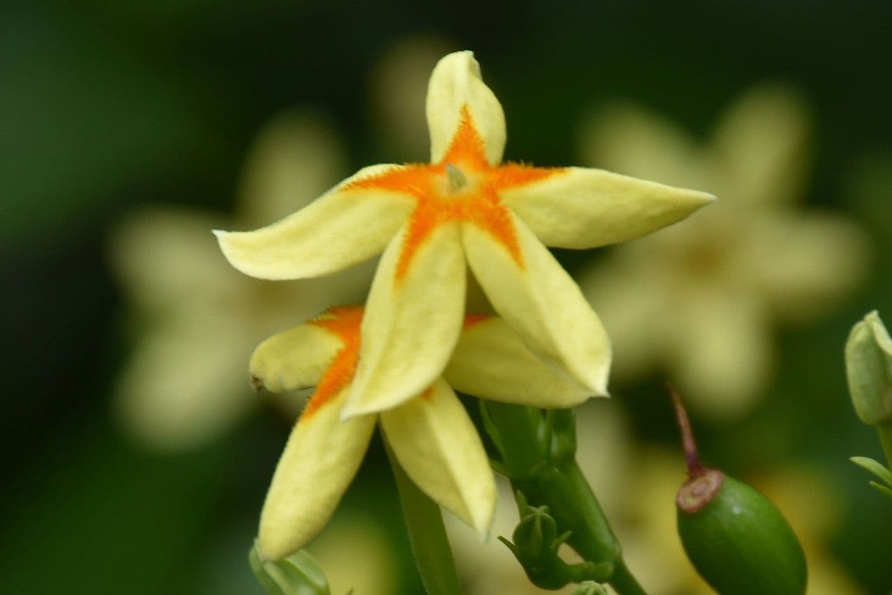 Mussaenda 7