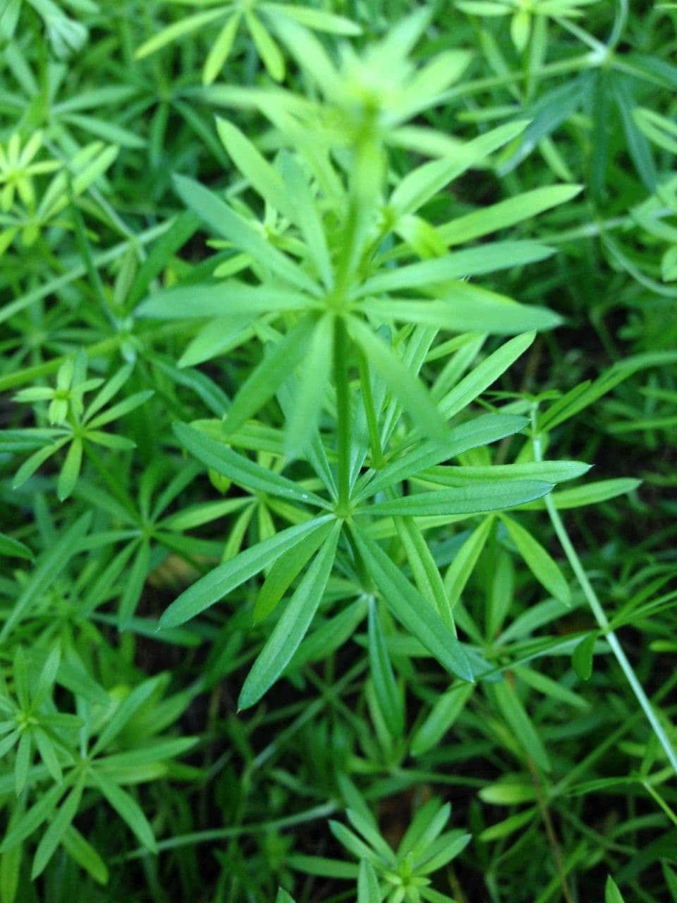 Galium 21