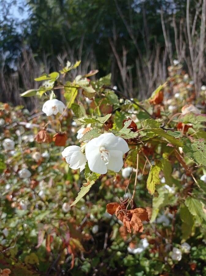 Dombeya 3