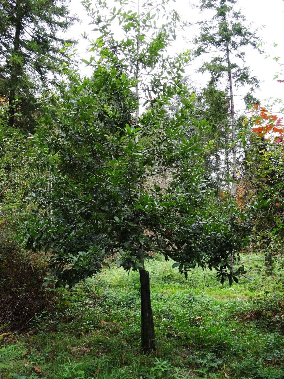 Dąb 6